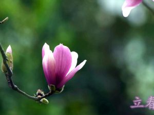 Začetek pomladi (立 春 Lìchūn) ali 1. sončno obdobje in kratki nasveti