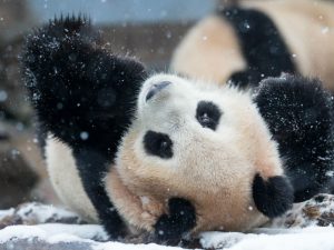 “Rahel sneg” (小雪 Xiǎoxuě) ali 20. sončno obdobje