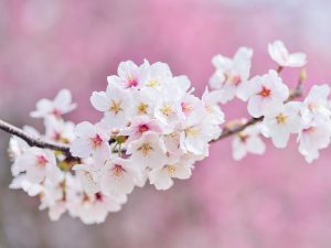 “Pomladansko enakonočje” (春分 Chūnfēn) ali 4. sončno obdobje (od 20. marca do 4. aprila)